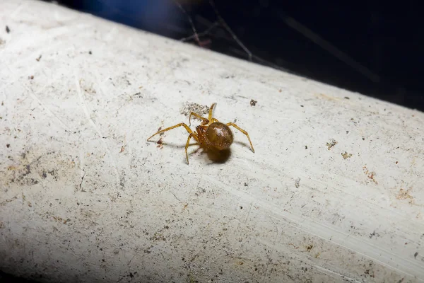 Beyaz Eski Borular Üzerinde Kahverengi Örümcek — Stok fotoğraf