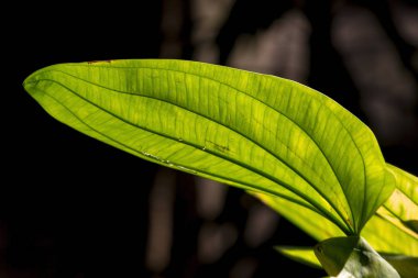 Yaprakları yeşil, güneş parlar aracılığıyla.