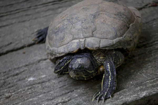 Tortue Est Sur Sol Ciment — Photo