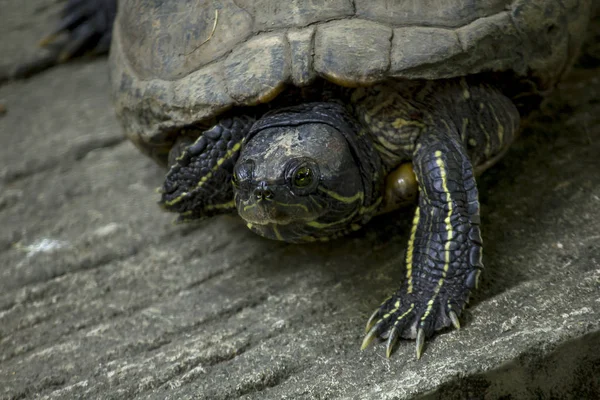 Die Schildkröte Liegt Auf Einem Zementboden — Stockfoto