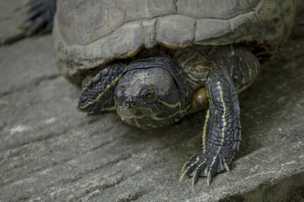 Die Schildkröte Liegt Auf Einem Zementboden — Stockfoto