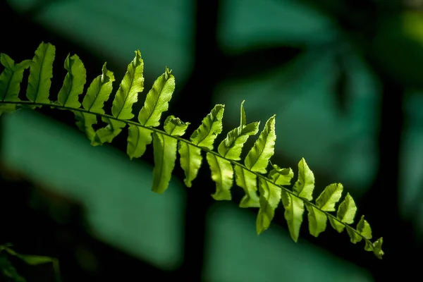 Hoja Jalá Verde Con Luz Solar —  Fotos de Stock