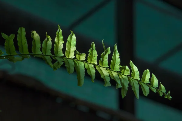 Gröna Fren Blad Med Solljus — Stockfoto