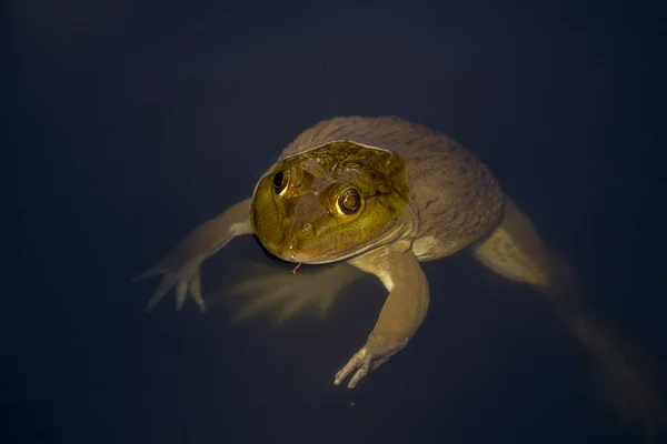 Frosch Schwimmt Wasser — Stockfoto