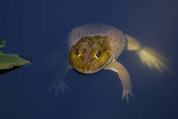 漂浮在水中的青蛙 — 图库照片