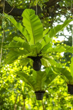 Ağacın altında asılı fern kuş yuva.