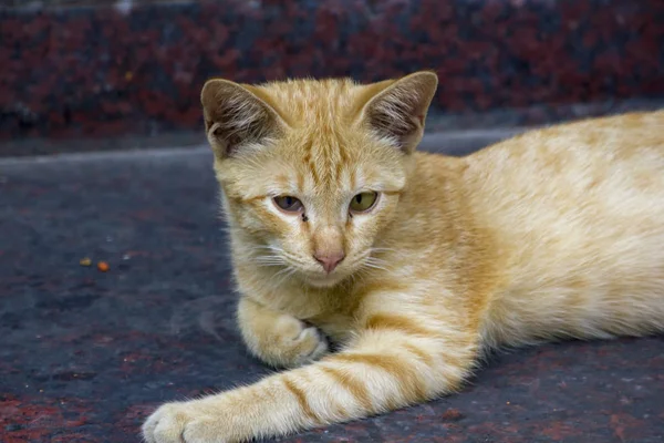 Gatos Marrones Tirados Suelo Mirando — Foto de Stock