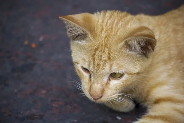 Gatos Marrones Tirados Suelo Mirando — Foto de Stock