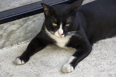 Kara kedi yerde yatarken bir şey mi arıyorsunuz