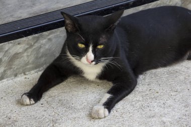 Kara kedi yerde yatarken bir şey mi arıyorsunuz