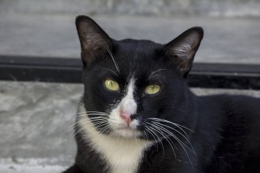 Siyah kedi arıyoruz