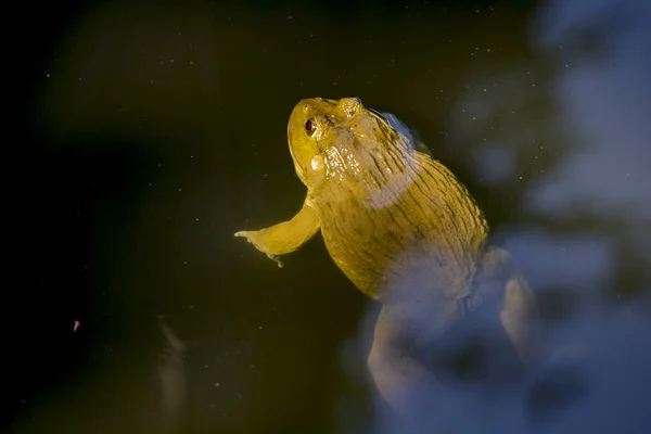 Suda Yüzen Kurbağa — Stok fotoğraf