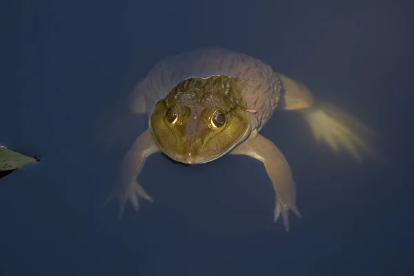 Βάτραχος Που Επιπλέει Στο Νερό — Φωτογραφία Αρχείου
