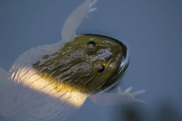 Suda Yüzen Kurbağa — Stok fotoğraf