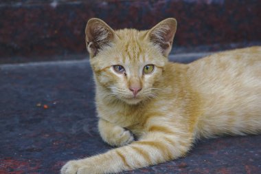 Kahverengi kedi yerde yatarken ve seyir