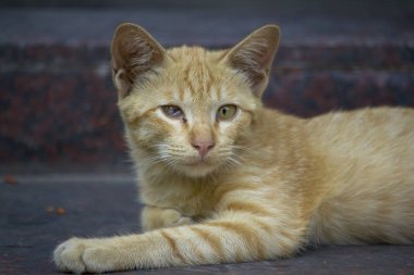 Kahverengi kedi yerde yatarken ve seyir