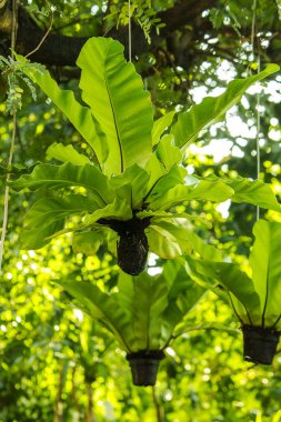 Asplenium nidus tencere asılı