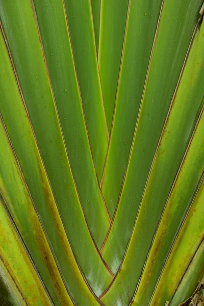 Ravenala Madagascariensis Patrón Específico —  Fotos de Stock