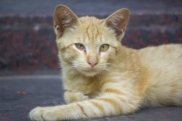 Gato Marrón Tirado Suelo Mirando — Foto de Stock