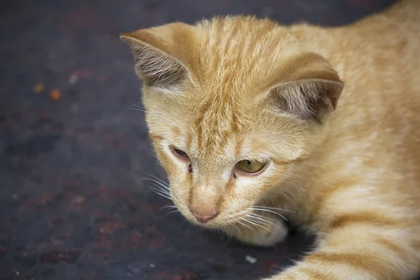 Gatto Marrone Sdraiato Sul Pavimento Guardando — Foto Stock