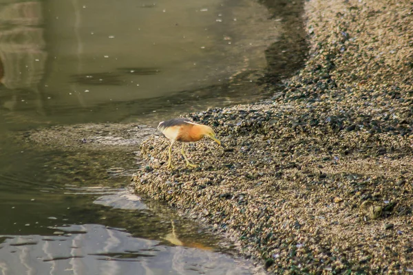 Javan Pond Heron Marche Sur Eau — Photo