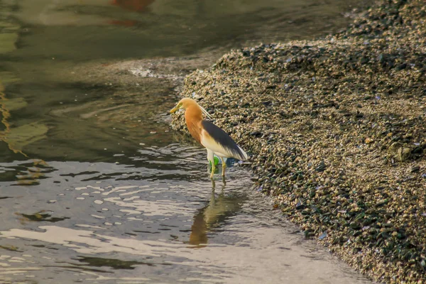 Javan Pond Heron Andando Sobre Água — Fotografia de Stock