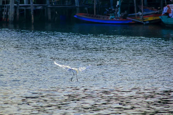 White Egret Volando Sobre Superficie — Foto de Stock