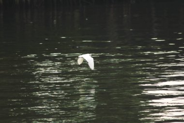 Ardeidae su üzerinde uçan.