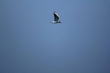 Gökyüzünde uçan Sterna albifrons.