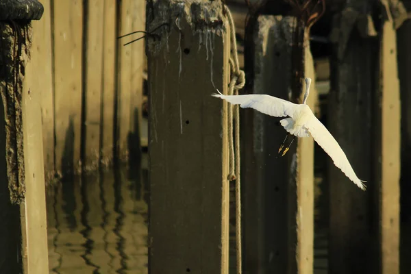 Egretta Garzetta Természetben Repül — Stock Fotó