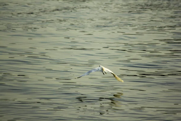 Ardeidae Flyger Över Vatten — Stockfoto