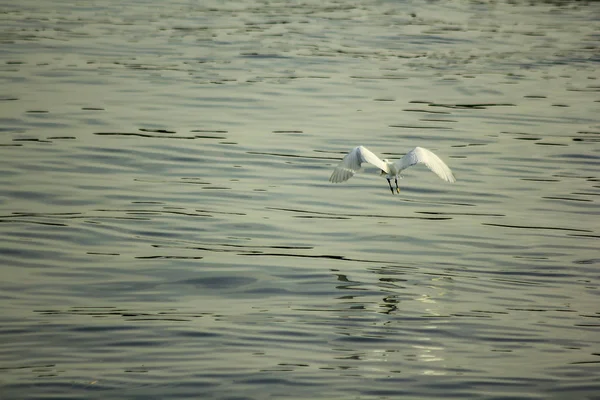 鹭飞过水面 — 图库照片