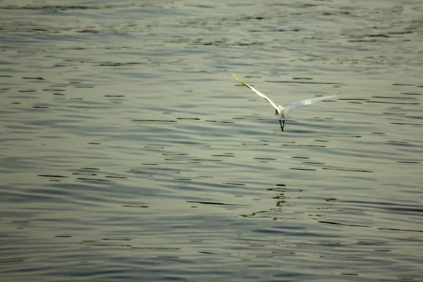 Ardeidae Flying Water — Stock Photo, Image