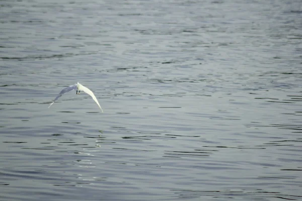 Ardeidae は水の上を飛んでください — ストック写真