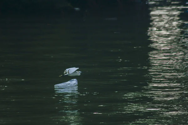 Ardeidae Vliegen Water — Stockfoto