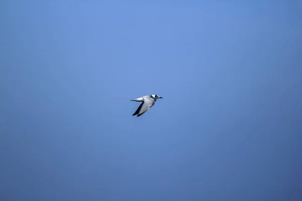 Sternula Albifrons Volant Dans Ciel — Photo