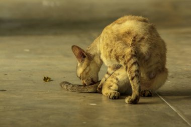 Kahverengi kedi katta oturan.