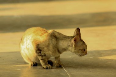 Kahverengi kedi katta oturan.