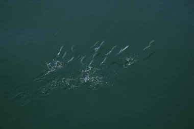 Denizden atlama Stolephorus.