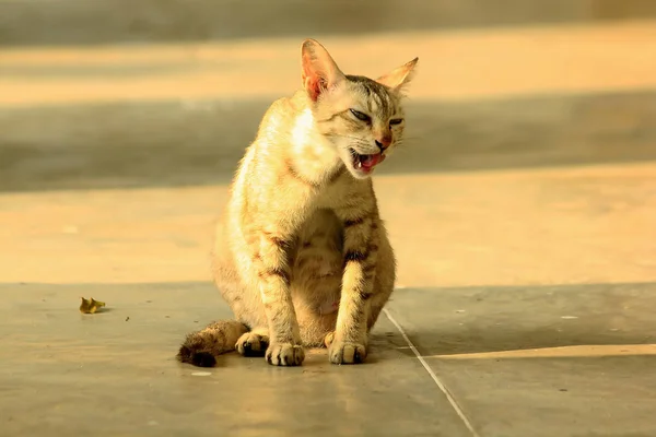 Gato Marrón Sentado Suelo — Foto de Stock