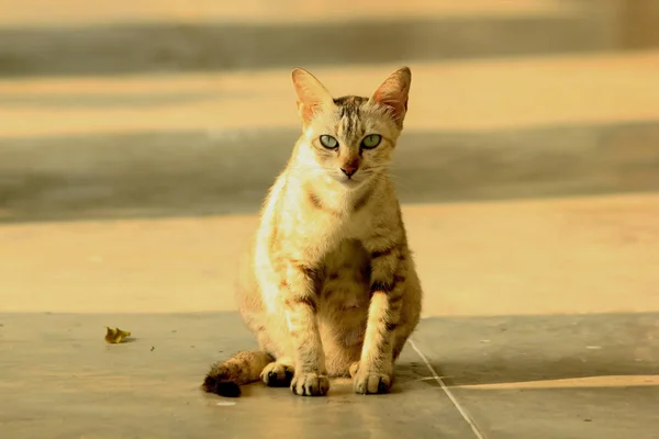 Gato Marrón Sentado Suelo — Foto de Stock