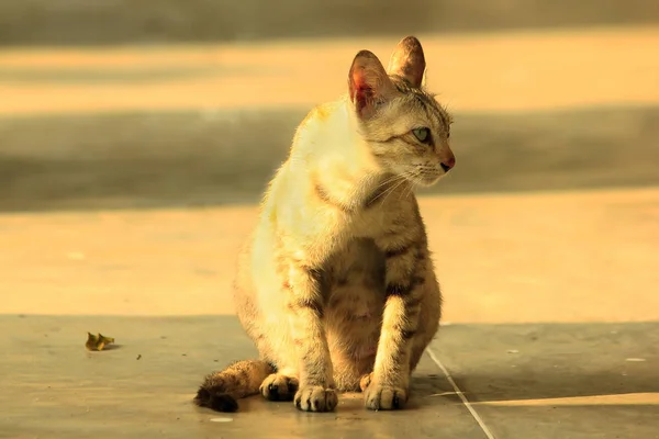 Gato Marrón Sentado Suelo — Foto de Stock