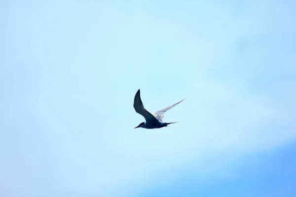 Esternulas Albifrons Volando Cielo —  Fotos de Stock