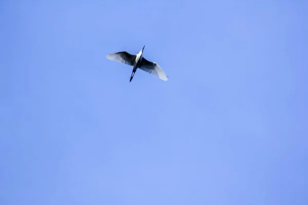 Esternula Albifrons Voando Céu — Fotografia de Stock