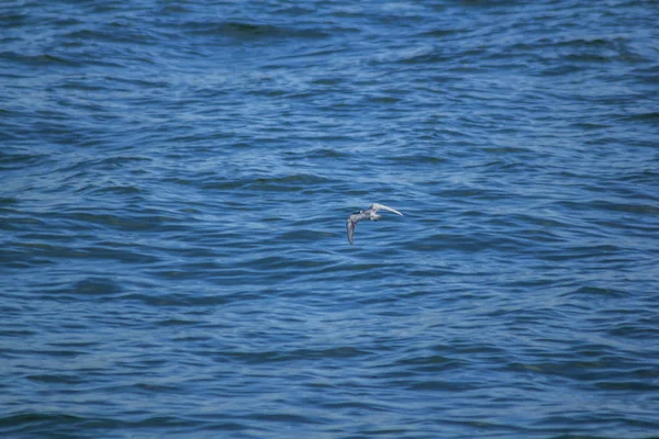 Little Tern Está Voando Acima Mar — Fotografia de Stock