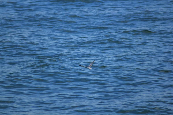 Pequeño Charrán Vuela Sobre Mar — Foto de Stock