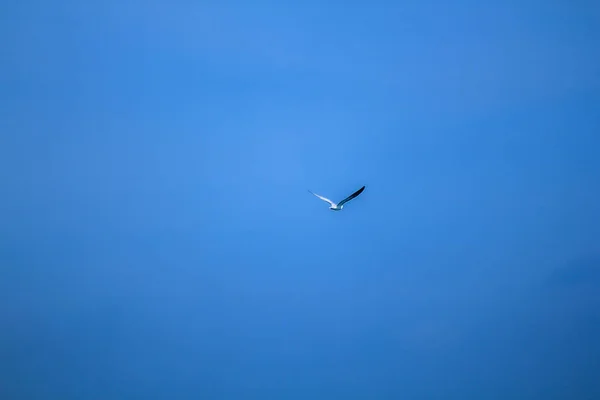Νανογλάρονο Που Πετούν Στον Ουρανό — Φωτογραφία Αρχείου