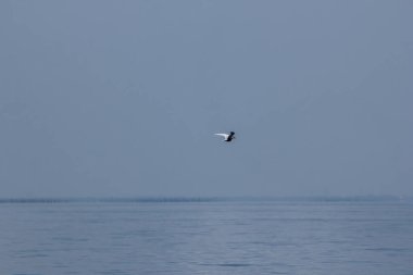 Küçük sumru denizin uçuyor.