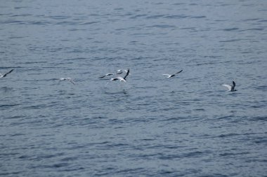 Küçük sumru denizin uçuyor.