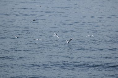 Küçük sumru denizin uçuyor.